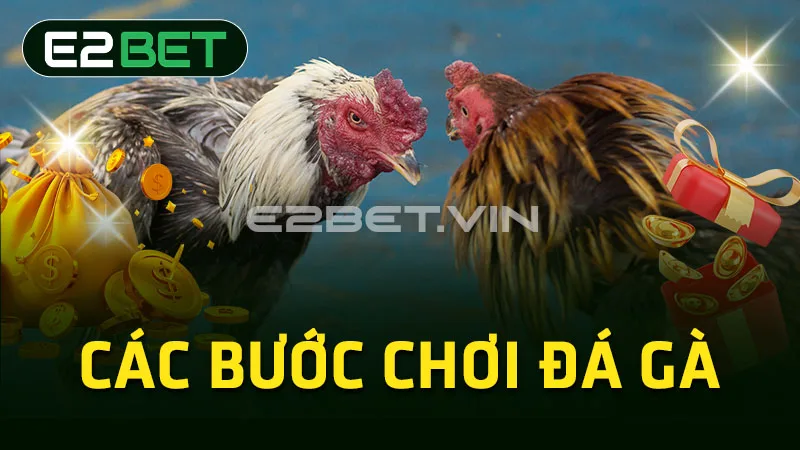 Các bước chơi đá gà Các bước chơi đá gà