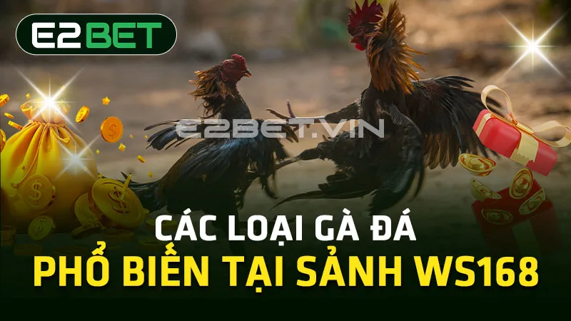 Các loại gà đá phổ biến tại sảnh WS168 Các loại gà đá phổ biến tại sảnh WS168