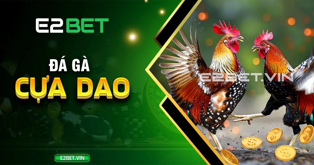 Đá gà cựa dao